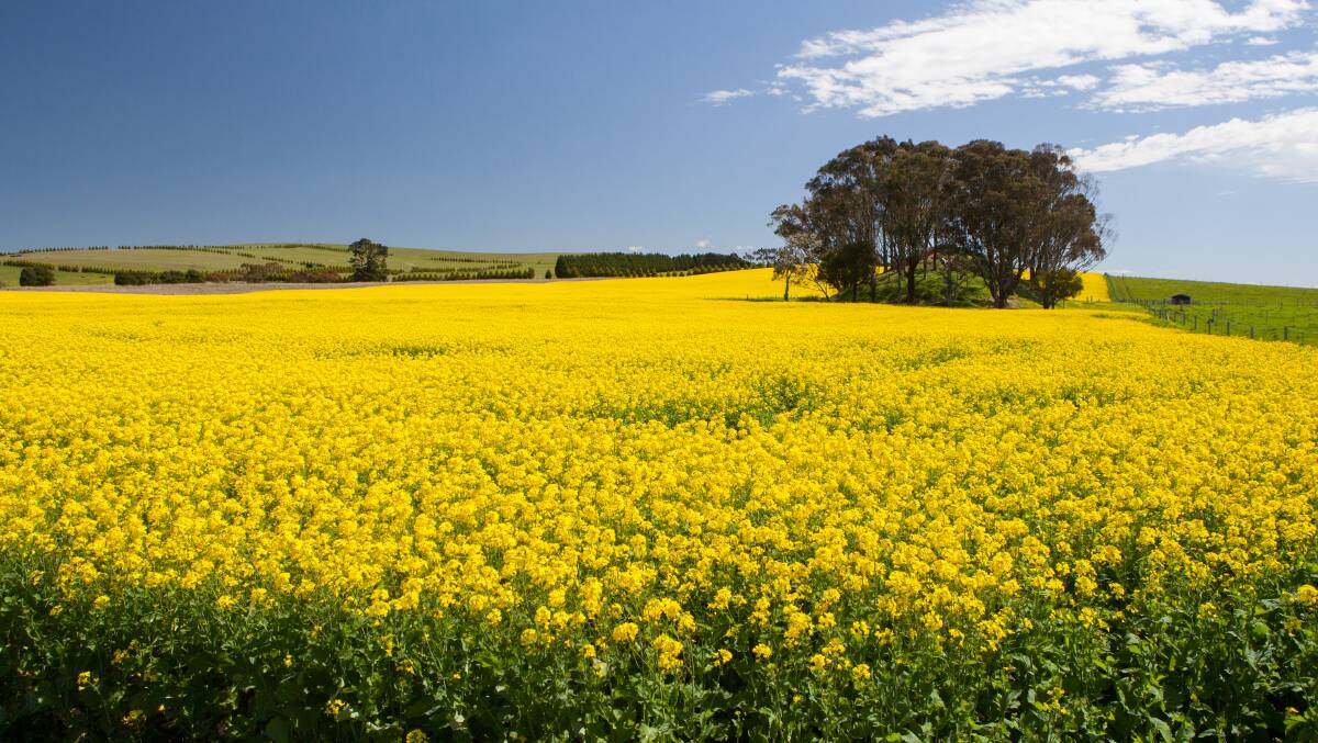 Canola prices have recovered to levels not seen since mid-November. Picture via Shutterstock