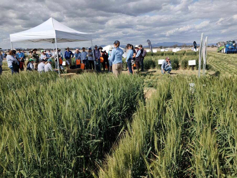 Part of the 2019 Narrabri field day crowd assess improved wheat traits. 