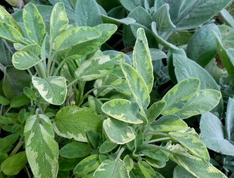 This ornamental variety of kitchen sage (Salvia ‘Icterina’) is both edible and decorative.