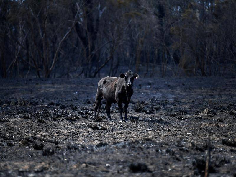 An estimated 3900 livestock animals have died as a result of the bushfires in NSW this season.