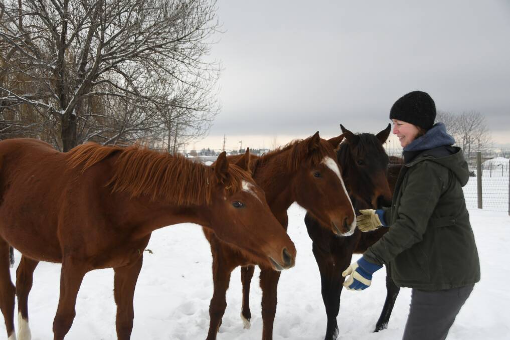 Rosanne Bennett with two yearlings by Sungold, and a brown filly by Jersey Town, the Group 1 siring grandson of Mr Prospector's champion sire Gone West. Photo by Virginia Harvey