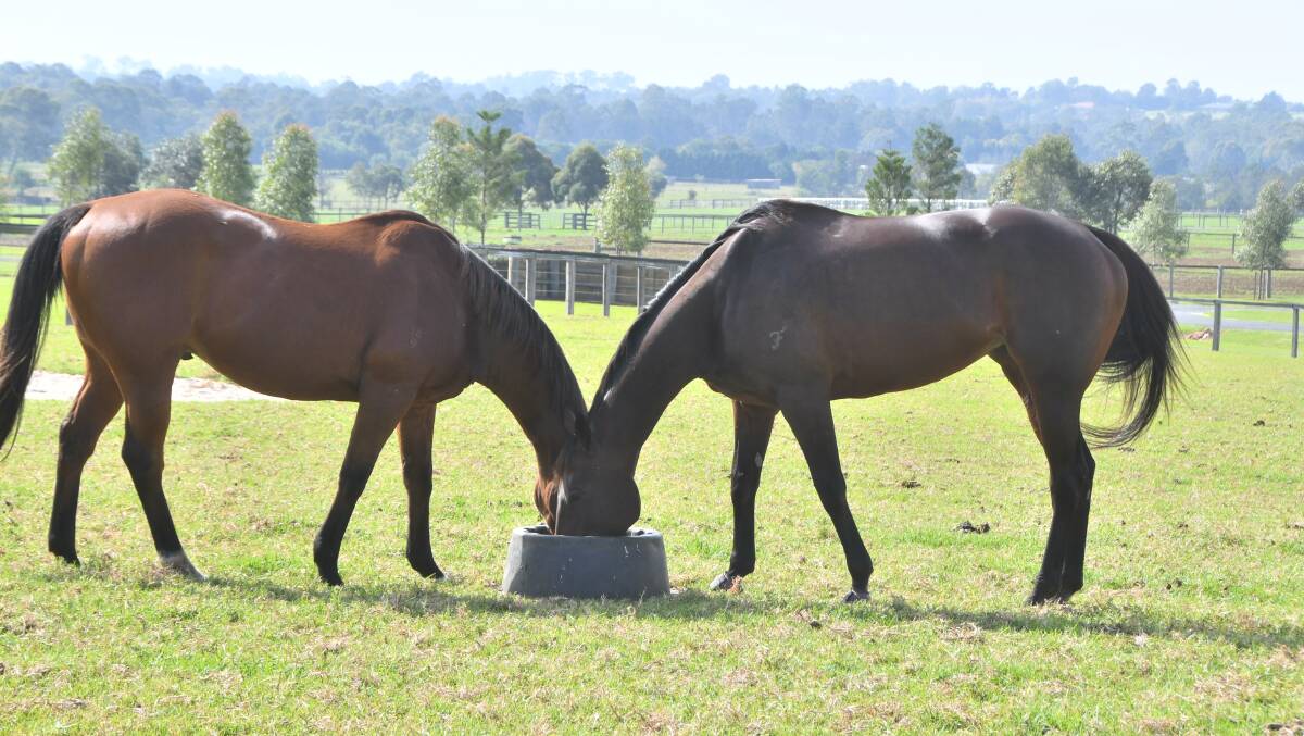 Gelding, Kaiwah and his new "mate" Winx happily sharing a feed tub in a paddock at Hermitage Thoroughbreds at The Oaks. Photo Virginia Harvey