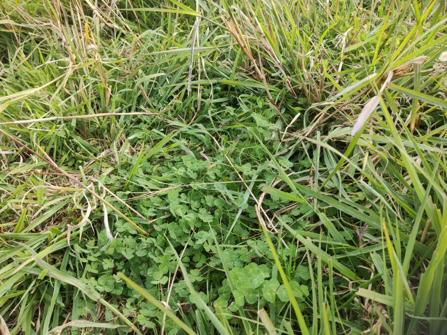 Legumes like sub clover, growing with perennial grass in April 2022. Legumes can build soil nitrogen by 20kg/ha for each 1t/ha legume (drymatter) growth. A very important part of quality grass for livestock. Picture supplied
