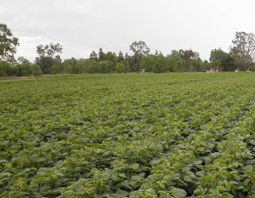 Mung beans are a quick growing summer crop, but with a very high standard of monitoring and management required.