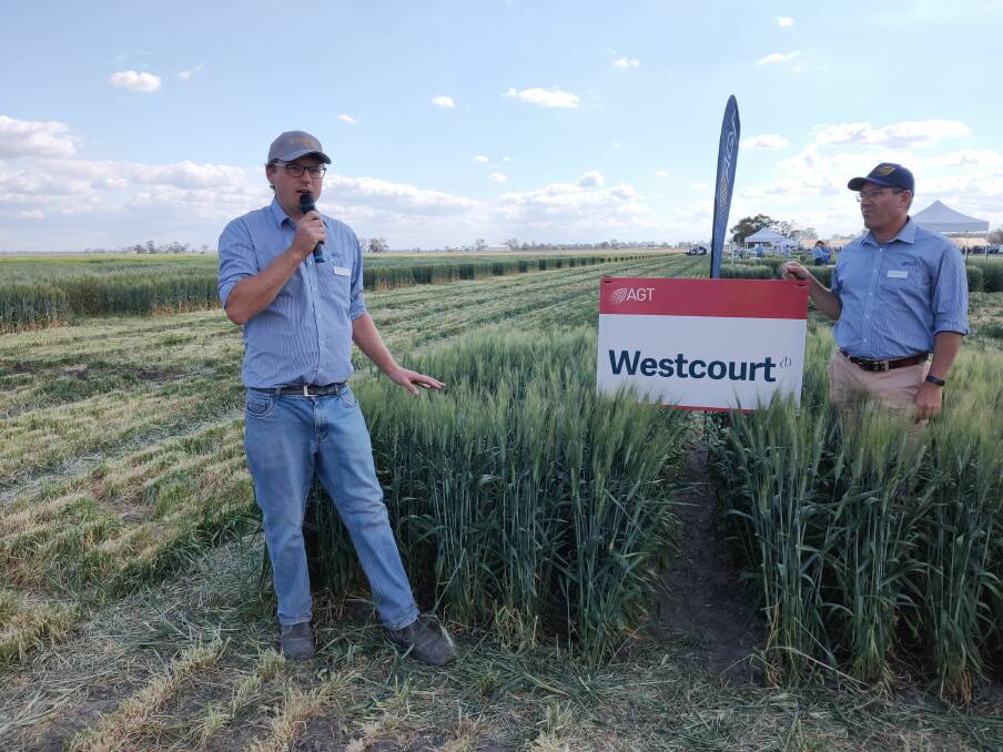 AGT durum breeder Tom Kapcejevs, releases Westcourt at the 2019 Narrabri field day. It has consistently out-yielded leading durum variety Lillaroi.