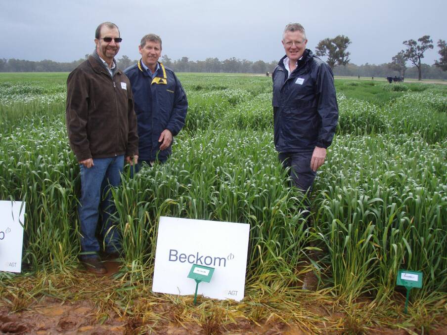 Long-time research co-operator Mike O'Hare, AGT senior wheat breeder Dr Russell Eastwood, and GRDC general manager Dr Steve Jefferies inspects Beckom at its launch at AGT's Wagga field day.