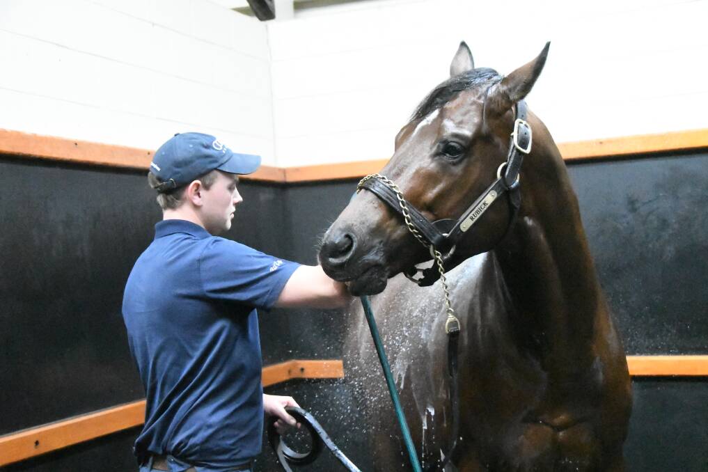 Stallion handler, Alex Barlow, washes Rubick in the stallions' barn after his morning paddock romp at Coolmore Stud, Jerrys Plains. Photos: Virginia Harvey