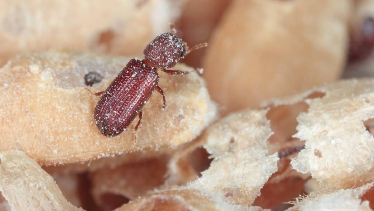 Bio-Gene Technology announced its Flavocide had demonstrated control over offspring of one of the most common pests, the adult Lesser grain borer.