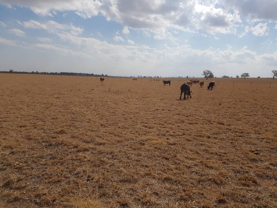 Even a relatively well grazed down perennial grass paddock with remaining butts has been sufficient to prevent significant wind erosion this current drought.