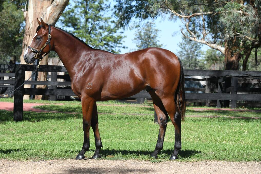 Round one Easter Yearling Sale colt by Exceed And Excel, from Bahia, to be offered by Corumbene Stud, Dunedoo. Photo by Steve Hart.