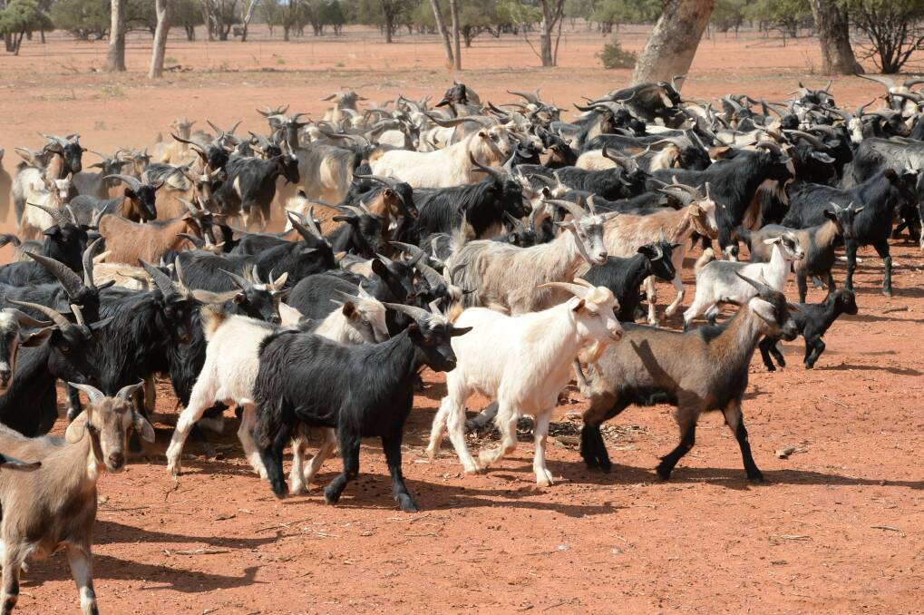 Concerning NSW Farmers Goat Committee is the proposal for Red Meat Australia to take a more active role in industry advocacy and the allocation of levy money.