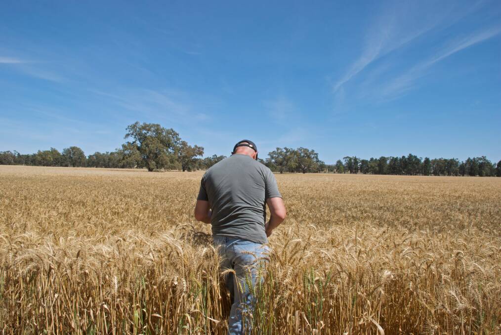 The Australian wheat crop estimates have been reduced by 1 million tonnes to 18 million tonnes. 