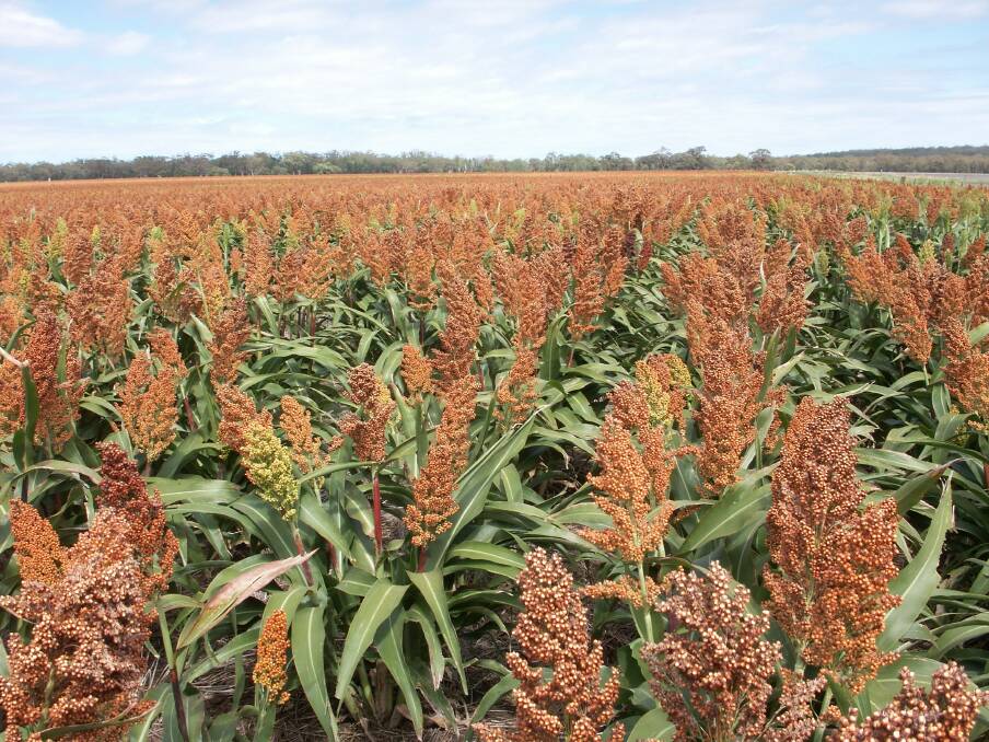 Grain sorghum is a summer crop option provided soil moisture levels are good at the time of sowing.