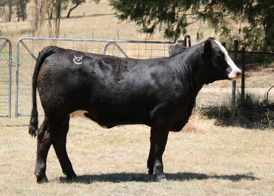 Valley Creek Simmentals' VC Cream Soda T015 was the top-priced female, making $11,000 and selling to Jack Dawson, Jaspers Brush, on Friday. Picture supplied