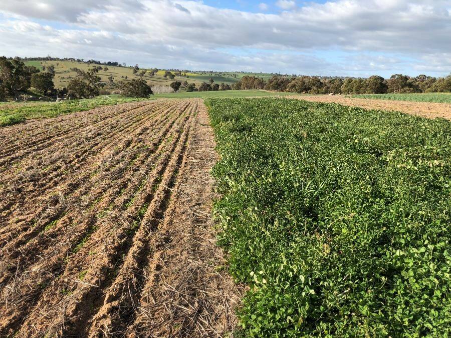 Late February 2019 sown Gland clover (right) compared to May 2019 sowing (left) at Harden. Summer sowing of hard seeded species/varieties generally superior.