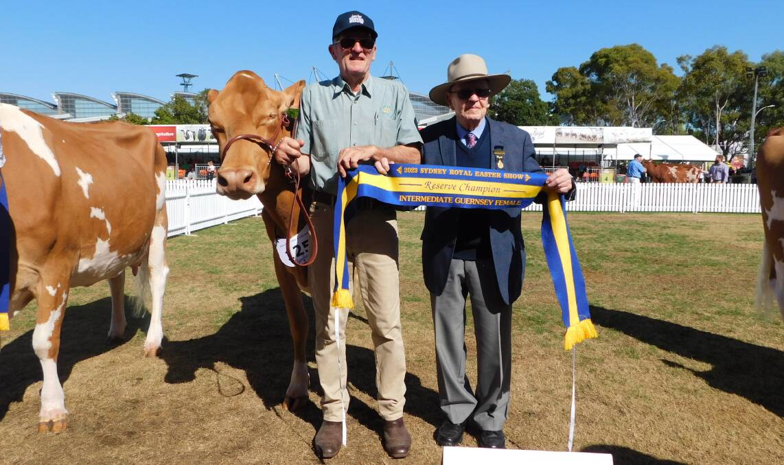 Brian and Neville Russell, Meadow View Guernseys, Bega, with intermediate reserve champion female Guernsey, Meadow View Kling Tash. Picture by Hayley Warden
