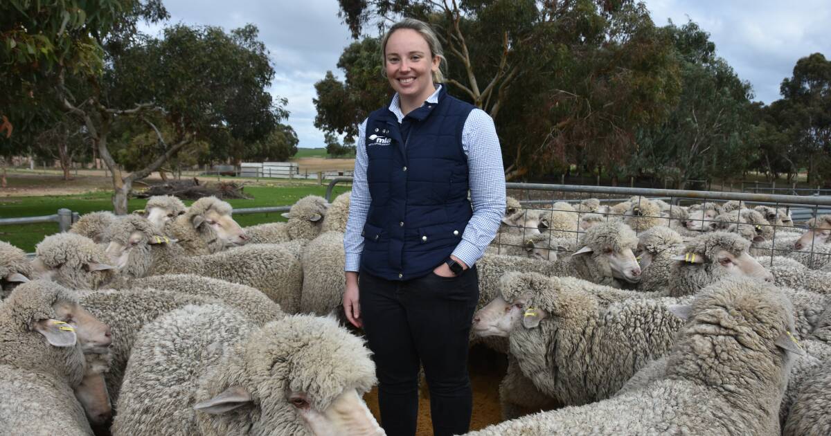 Sheep Genetics releases 'more robust' breeding value for reproduction