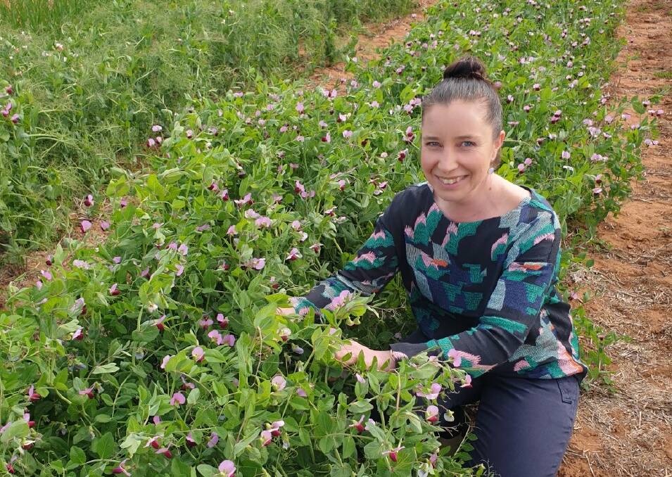 SARDI senior research agronomist Penny Roberts, Clare, is the recipient of a Churchill Fellowship to study the emerging pulse protein market. Picture supplied
