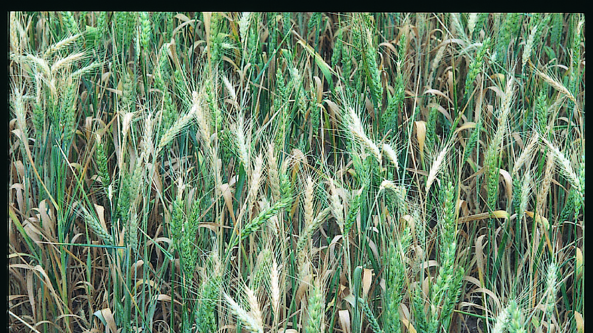 Crown rot in a wheat crop. One of the symptoms is the white heads scatted across the crop. Picture by Hugh Wallwork.