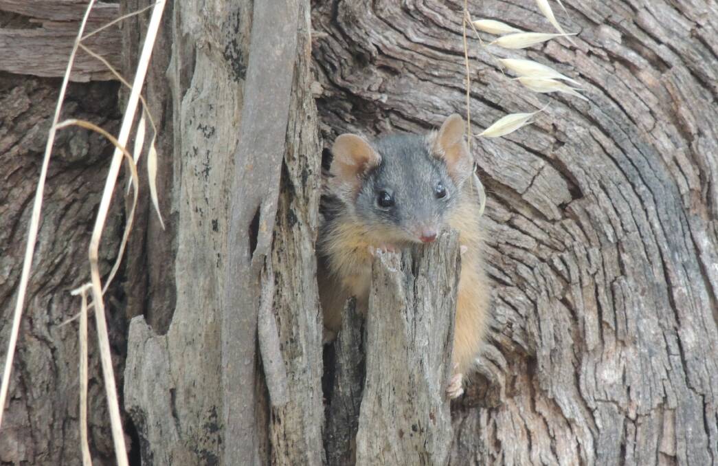 HELLO THERE: A yellow footed antechinus making its home at Woombargama Station.