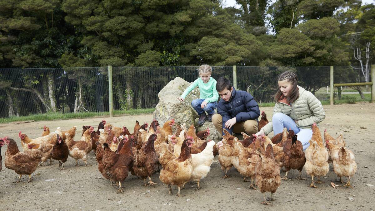 NEW VENTURES: The Raff children with their free range hens on King Island.
