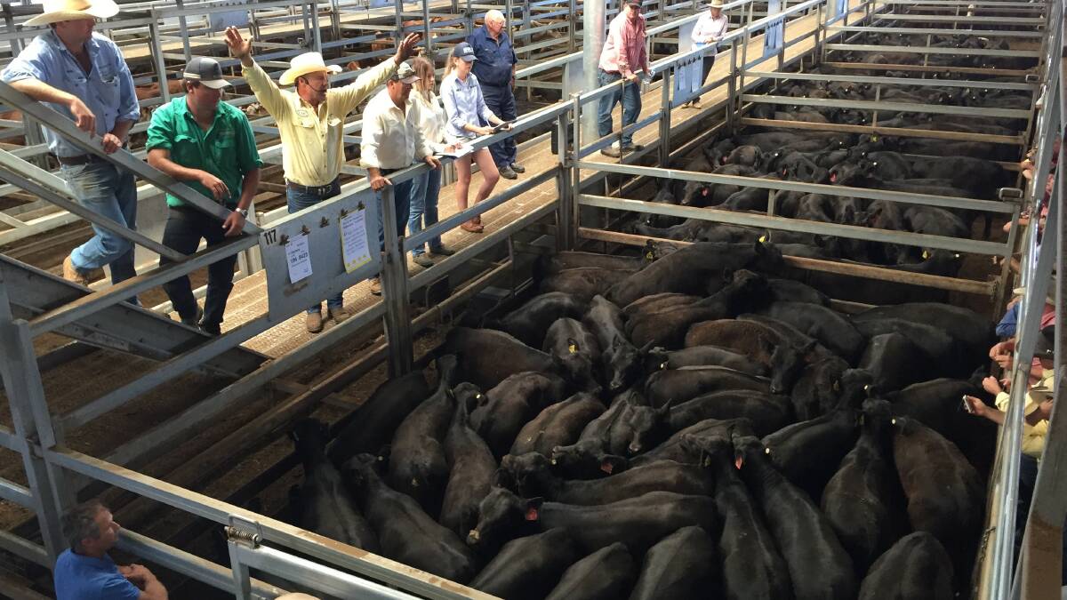 Cattle prices are feeling the heat