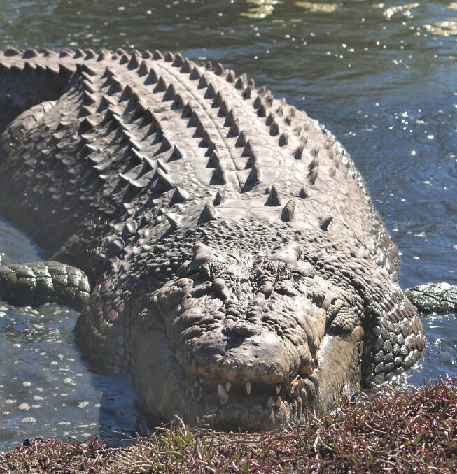 A croc from Koorana Farm in Central Queensland.