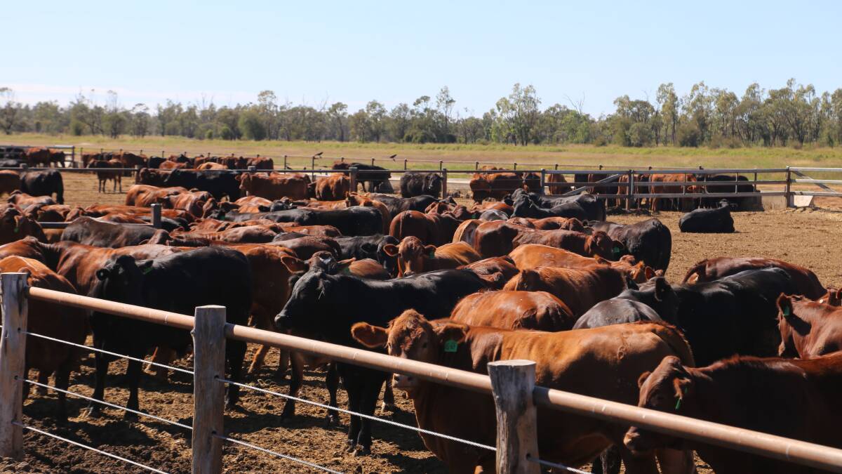 Record numbers on feed underpin hike in beef exports