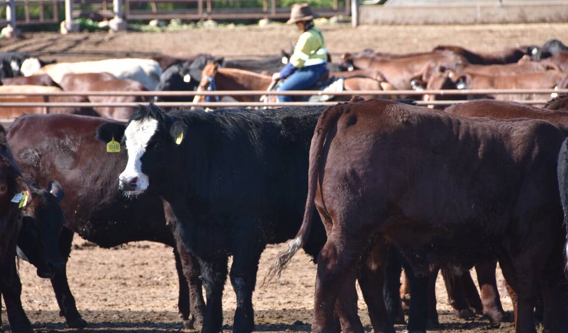 HIGH PERFORMERS: A pen rider does the rounds at JBS's Beef City feedlot near Toowoomba.