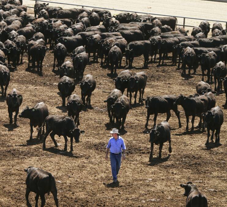BACK IN THE DAY: Don Mackay walks the Rangers Valley feedlot.