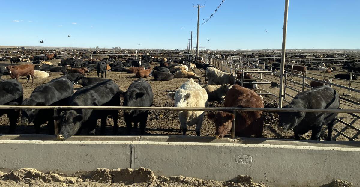 Cattle on feed in the United States. Picture by Shan Goodwin.