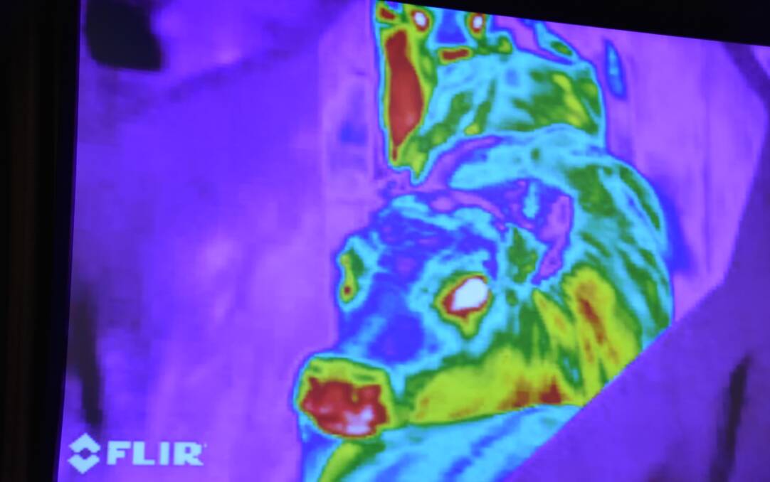 Thermal mapping of live cattle.