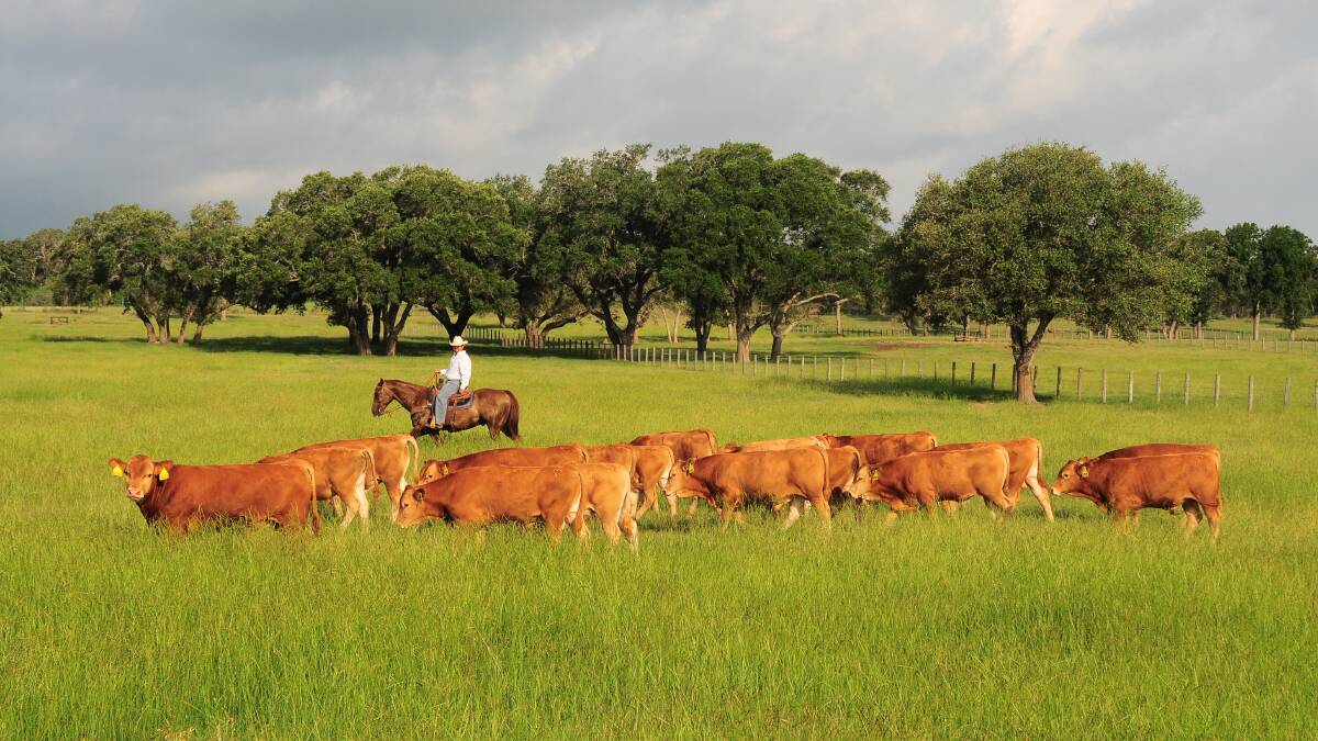 US BEEF AFFAIRS: A rancher in Texas watches over his herd.