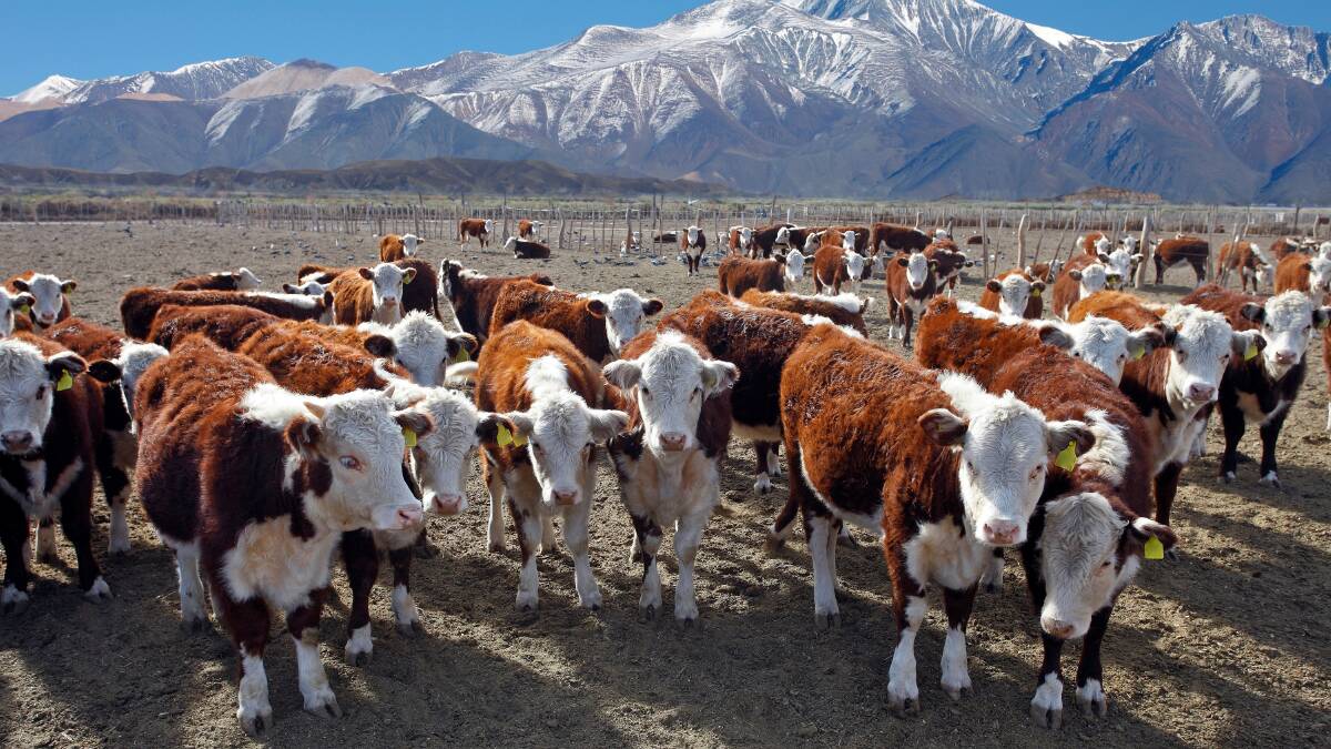 Less beef from Argentina to push global prices higher