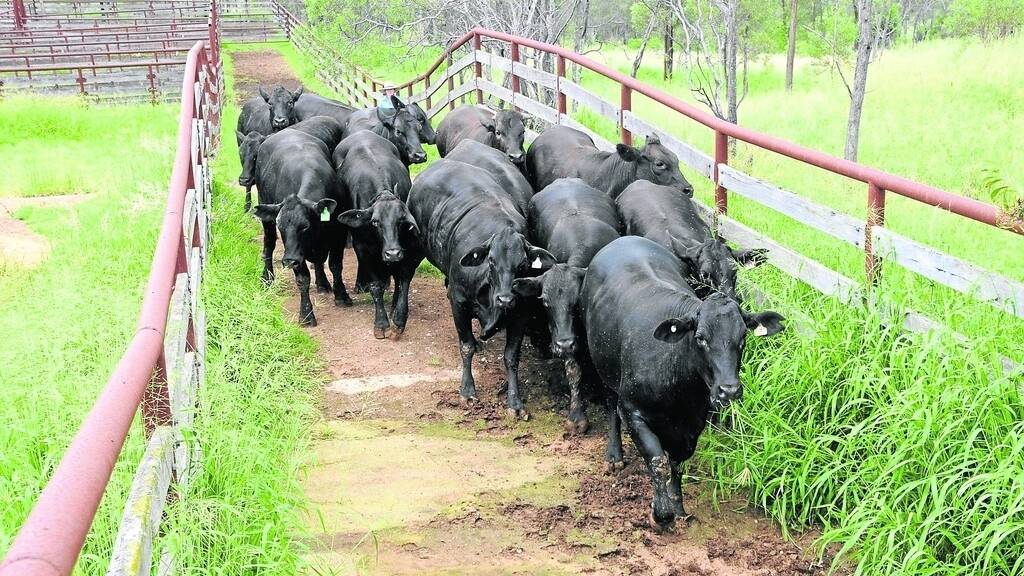Don't panic buy heifer bulls