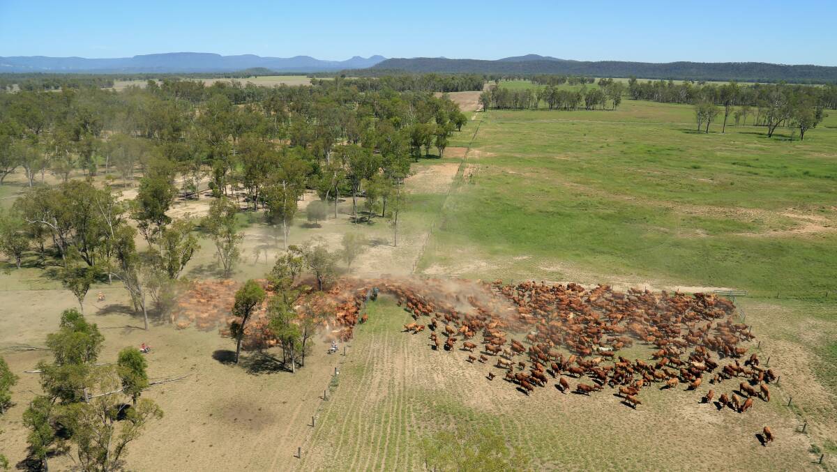 Cattle on the backgrounding and finishing property "Rewan", south of Rolleston in Central Queensland. The 17,500 hectare property was purchased by RFM in 2016 and is run as part of an integrated breeding and backgrounding operation with two properties in the Gulf. 