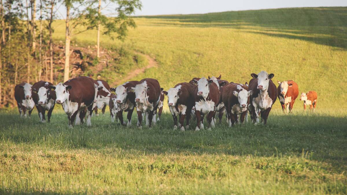 Expanding margins in beef make strong case to restock