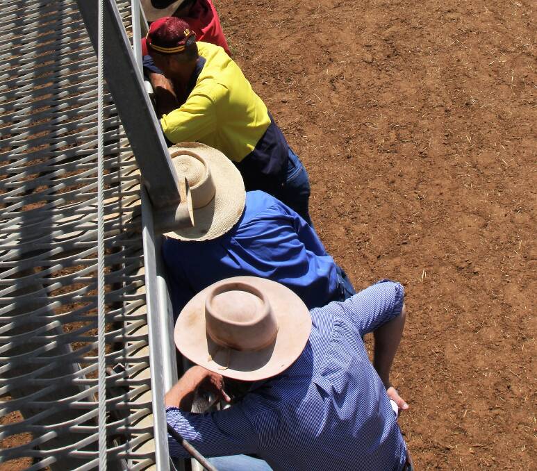 Understocked paddocks keep cattle prices strong
