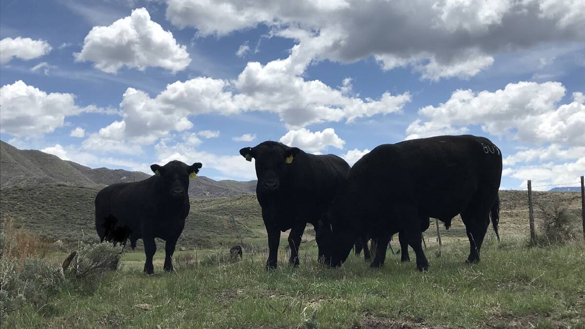 Angus bred to thrive in high elevation regions.
