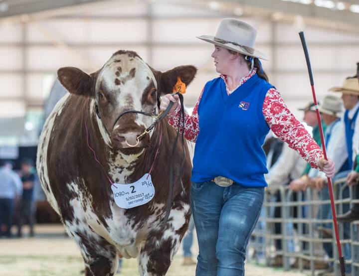 IN ACTION: Sarah Sutton of Sulky will represent Victoria in the national beef judging competition.