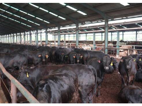 Wagyu-cross cattle in a CPC Indonesian feedlot. Picture CPC.