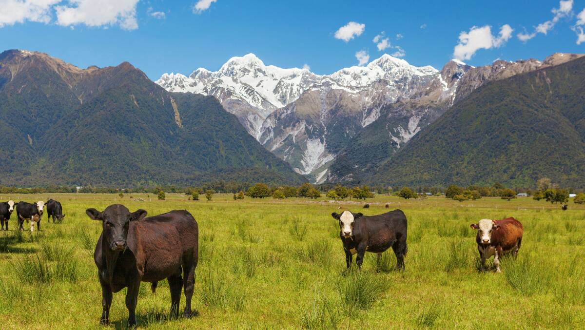 Producers in New Zealand say the dairy cull might see more farms move into beef finishing systems.