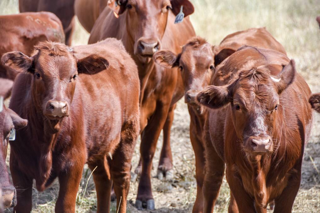 Red Wagyu are about to go north in big numbers, not for the Wagyu premium but for production benefits, experienced breeders are forecasting. Photo: Lucy Kinbacher.