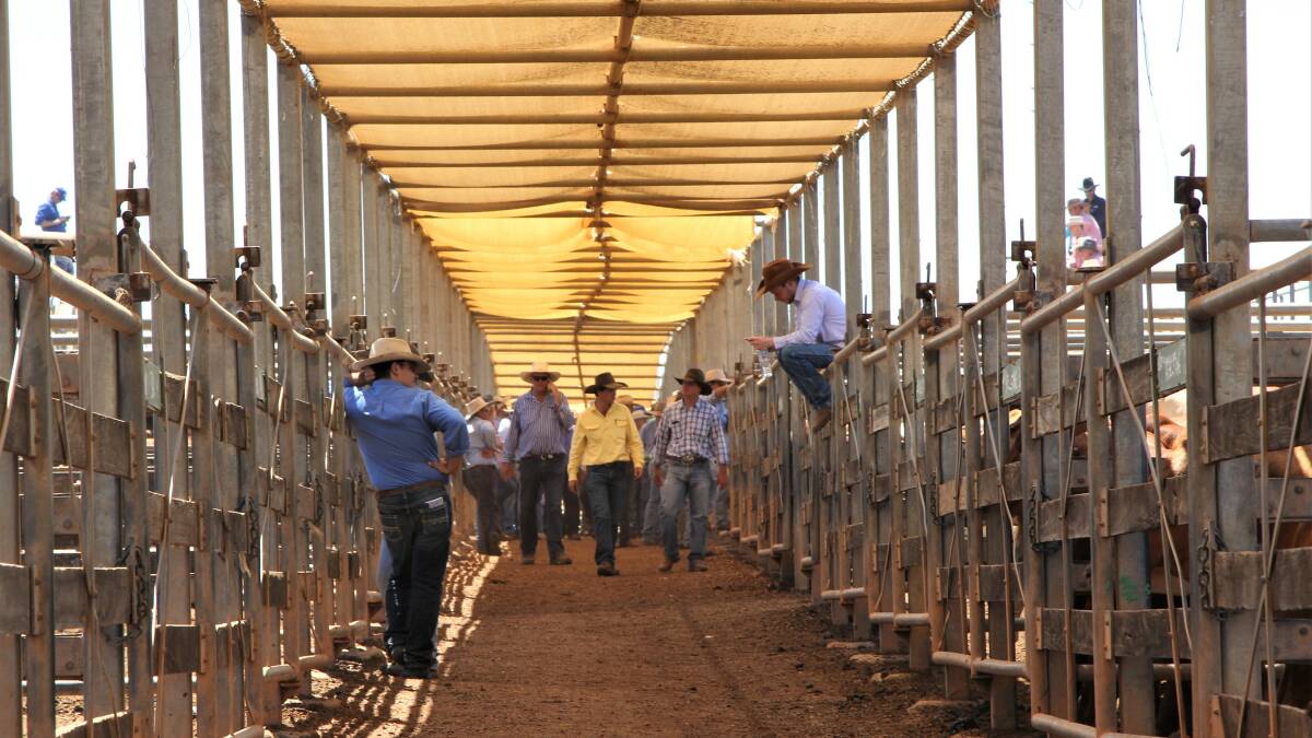 Young cattle prices track sideways through disasters