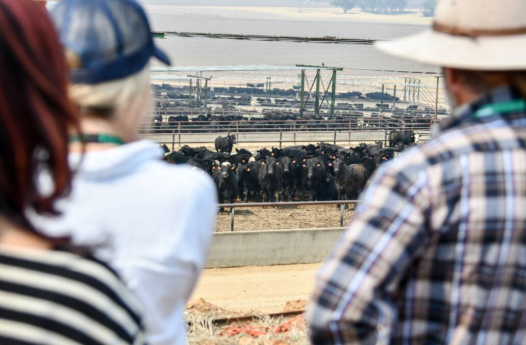 PERFORMANCE: Producers visit Elders' Killara feedlot on the eastern side of the Liverpool Plains as part of the Red Meat 2019 event. Photo: Lucy Kinbacher