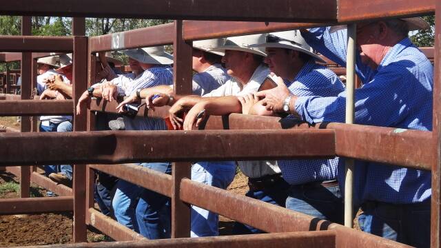 Cattle producers reach tipping point and offload hard