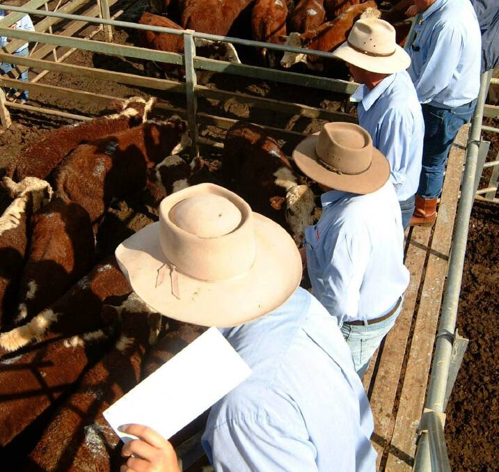 Cattle market lingers in record territory