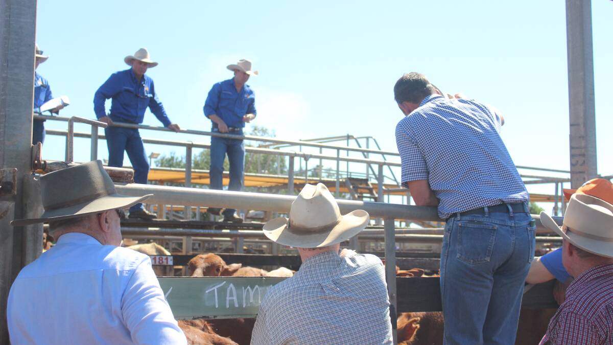 Only trade if you're cut out for it, cattle producers told