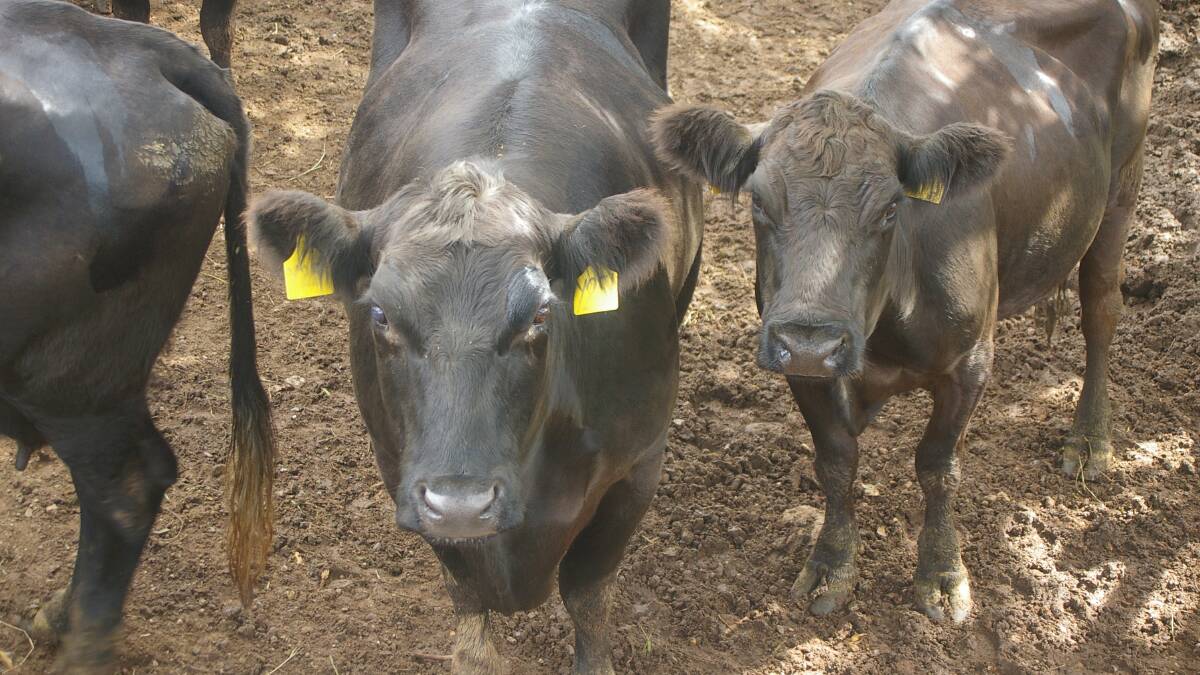 SAME BUT DIFFERENT: Non-genetic factors can influence mature cow weight. These two, six-year-old cows by the same bull were managed identically up until weaning, when the smaller was fed under drought-like conditions. The smaller cow weighs 505kg and has a fat score 1, the larger one 658kg, fat score 2. 