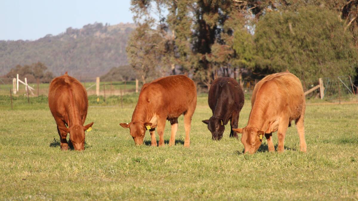 Influence carcase traits to meet beef eating expectations